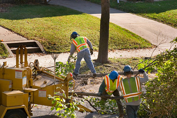 The Steps Involved in Our Tree Care Process in Sterling, KS